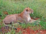 Keňa safari a dovolenka na mieru